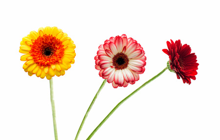 gerbera on a white backgroundの写真素材
