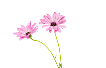 White and Pink Osteospermum Daisy or Cape Daisy Flower Flower Isolated over White の写真素材