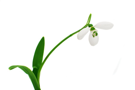 snowdrop flower on a white backgroundの写真素材