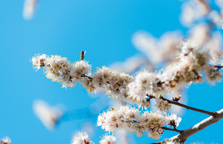 blossoming tree against the blue sky in spring