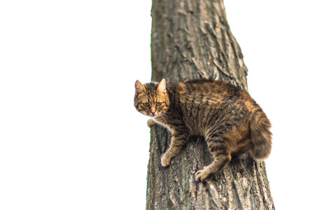 cat on a tree on a white background