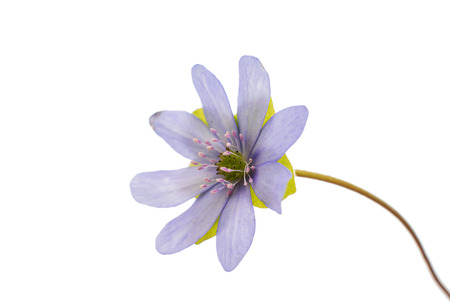 Hepatica nobilis on a white backgroundの写真素材