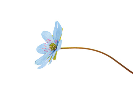 Hepatica nobilis on a white backgroundの写真素材