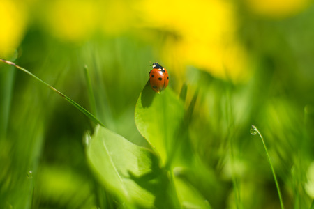 ladybug on grass in a meadow
