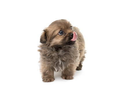 puppy isolated on white background