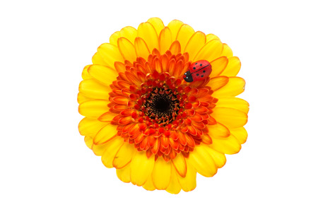 yellow gerbera on a white backgroundの写真素材