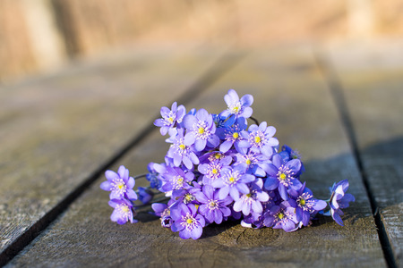 Hepatica nobilis on the wooden backgroundの写真素材