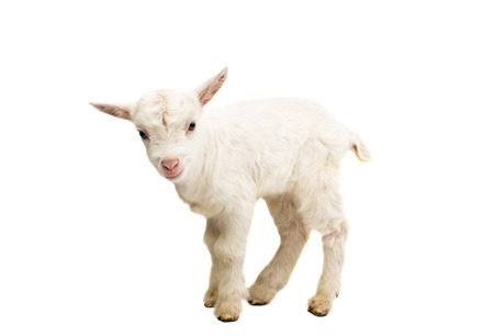 little white goat on a white backgroundの写真素材