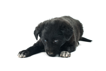 puppy on a white backgroundの写真素材