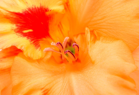 gladiolus flower on a white background
