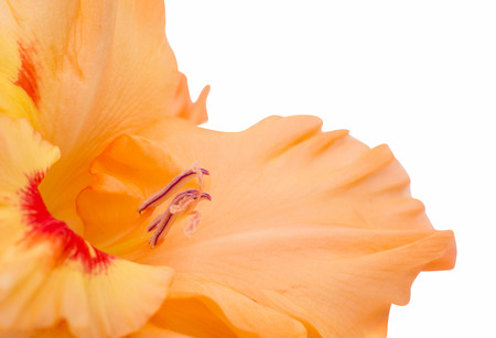 gladiolus flower on a white backgroundの写真素材