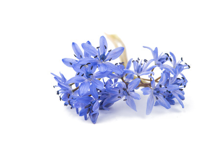 Snowdrop blue on a white backgroundの写真素材