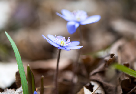 Hepatica flowers in spring timeの写真素材