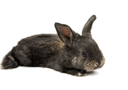 little rabbit on a white backgroundの写真素材