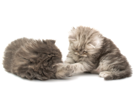 beautiful fluffy kittens on a white backgroundの写真素材