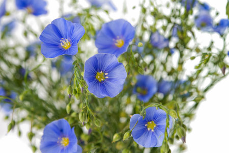 flax flowers on a white backgroundの写真素材