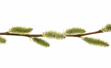 Pussy Willow Buds in early Spring isolated on whiteの写真素材