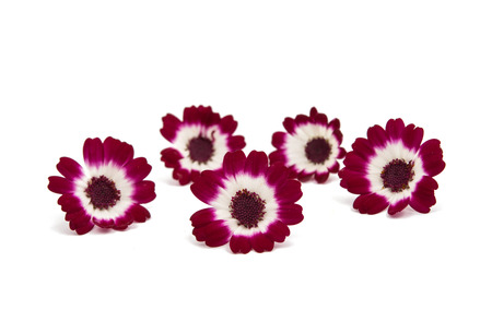 small beautiful flowers on a white background