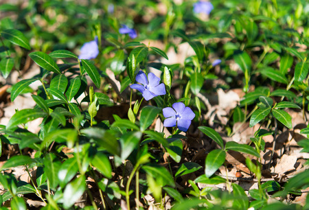 periwinkle flowers blooming in the meadowの写真素材