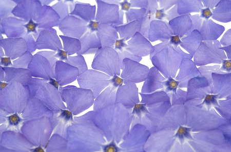 periwinkle flowers on a white backgroundの写真素材