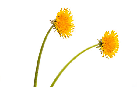 dandelions on a white backgroundの写真素材