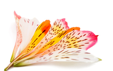 Alstroemeria on a white backgroundの写真素材