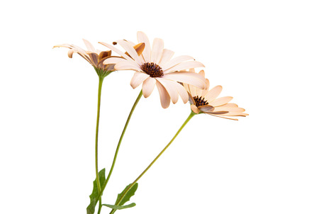 Osteospermum Daisy or Cape Daisy Flower Flower Isolated over White Background. Macro Closeupの写真素材