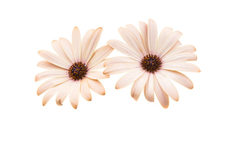 Osteospermum Daisy or Cape Daisy Flower Flower Isolated over White Background. Macro Closeupの写真素材