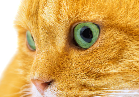 ginger cat isolated on white backgroundの写真素材