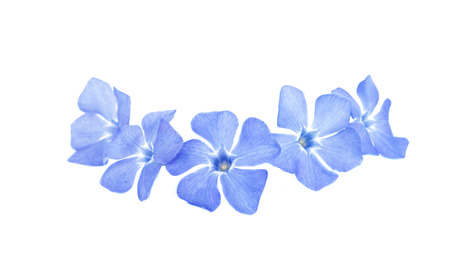 periwinkle flower on a white background