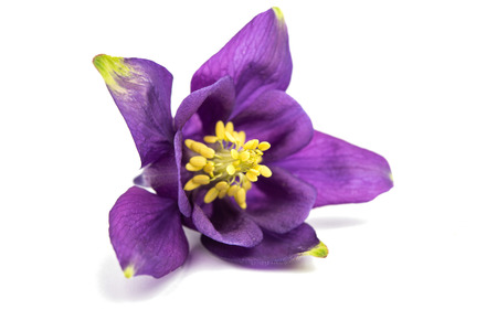 aquilegia flower isolated on white backgroundの写真素材