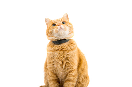 ginger cat isolated on white backgroundの写真素材