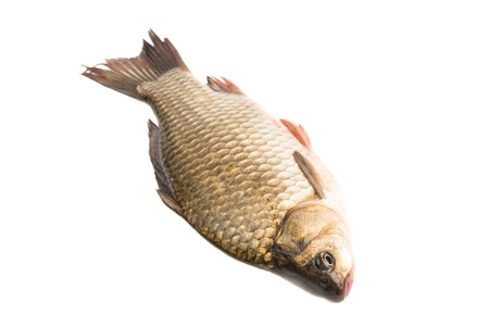 Fresh fish carp on a white backgroundの写真素材
