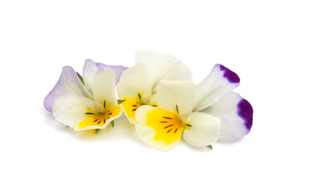 pansy flower isolated on white backgroundの写真素材