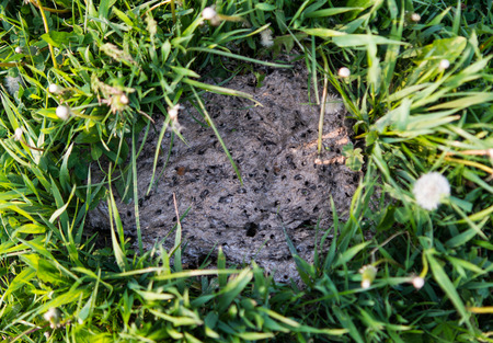 Dried cowpat in fieldの写真素材