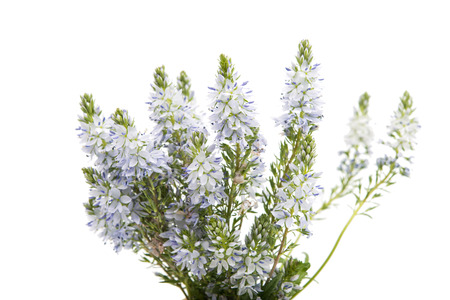 meadow blue flowers on a white background