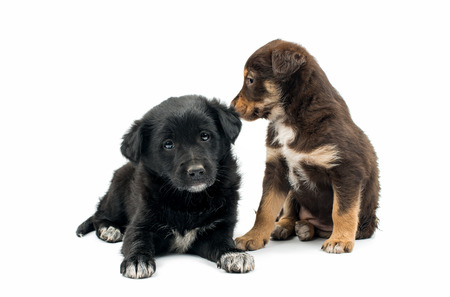 Puppy isolated on white background