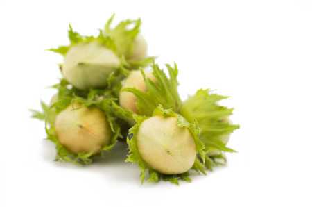 hazelnuts on a white backgroundの写真素材
