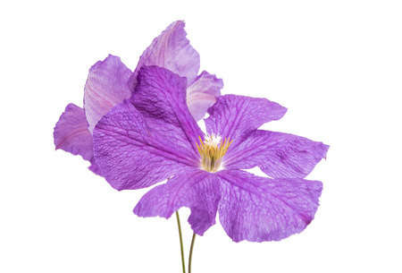 flower isolated on white backgroundの写真素材