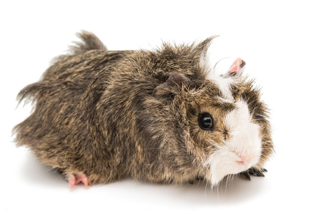 guinea pig on a white backgroundの写真素材