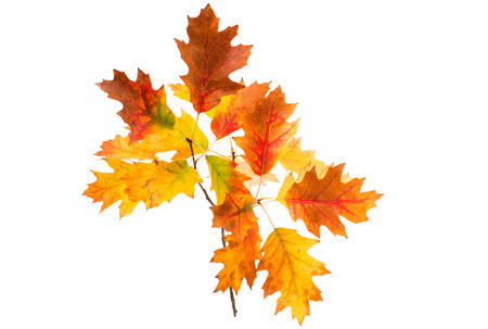 autumn leaves on a white background
