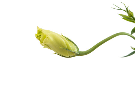 eustoma flower on a white backgroundの写真素材