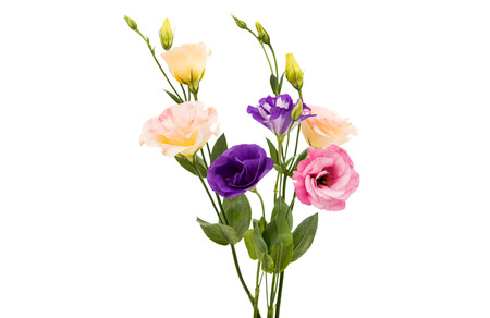 eustoma flower on a white backgroundの写真素材