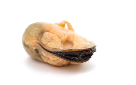 mussels on a white backgroundの写真素材