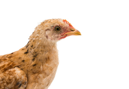 chickens on a white backgroundの写真素材