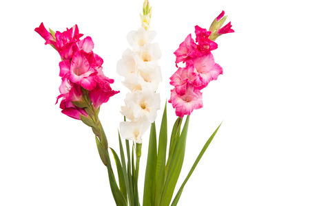 gladiolus flower on a white backgroundの写真素材