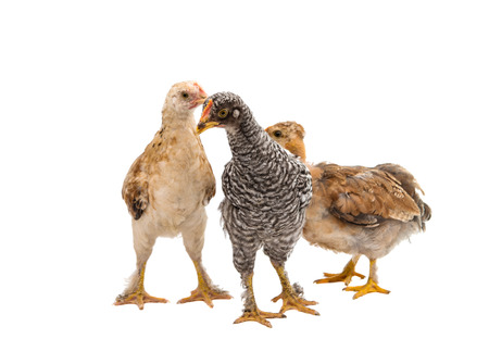 Chickens is standing and looking. Isolated on a white background.