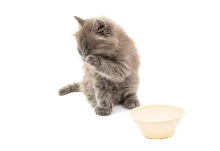 gray kitten on a white backgroundの写真素材