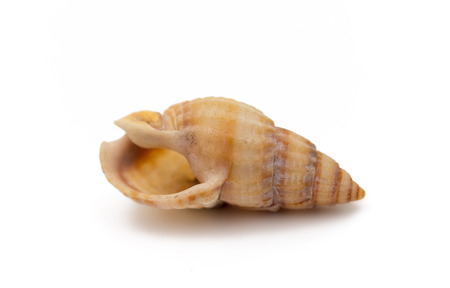 shell on a white background