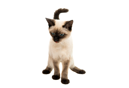 Siamese kitten on a white backgroundの写真素材